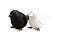 Набор для специй Sparrow Salt   Pepper small_img_1